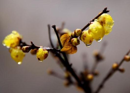 這5種樹(shù)木種植在別墅花園中別有一番風(fēng)雅！