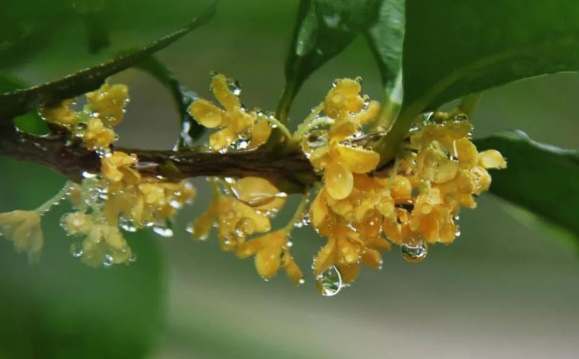 春季桂花移栽修剪有訣竅，襄陽園林綠化公司親傳經(jīng)驗，來年花多枝密長勢好