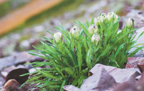 冰天雪地，為何也有植物開(kāi)花？